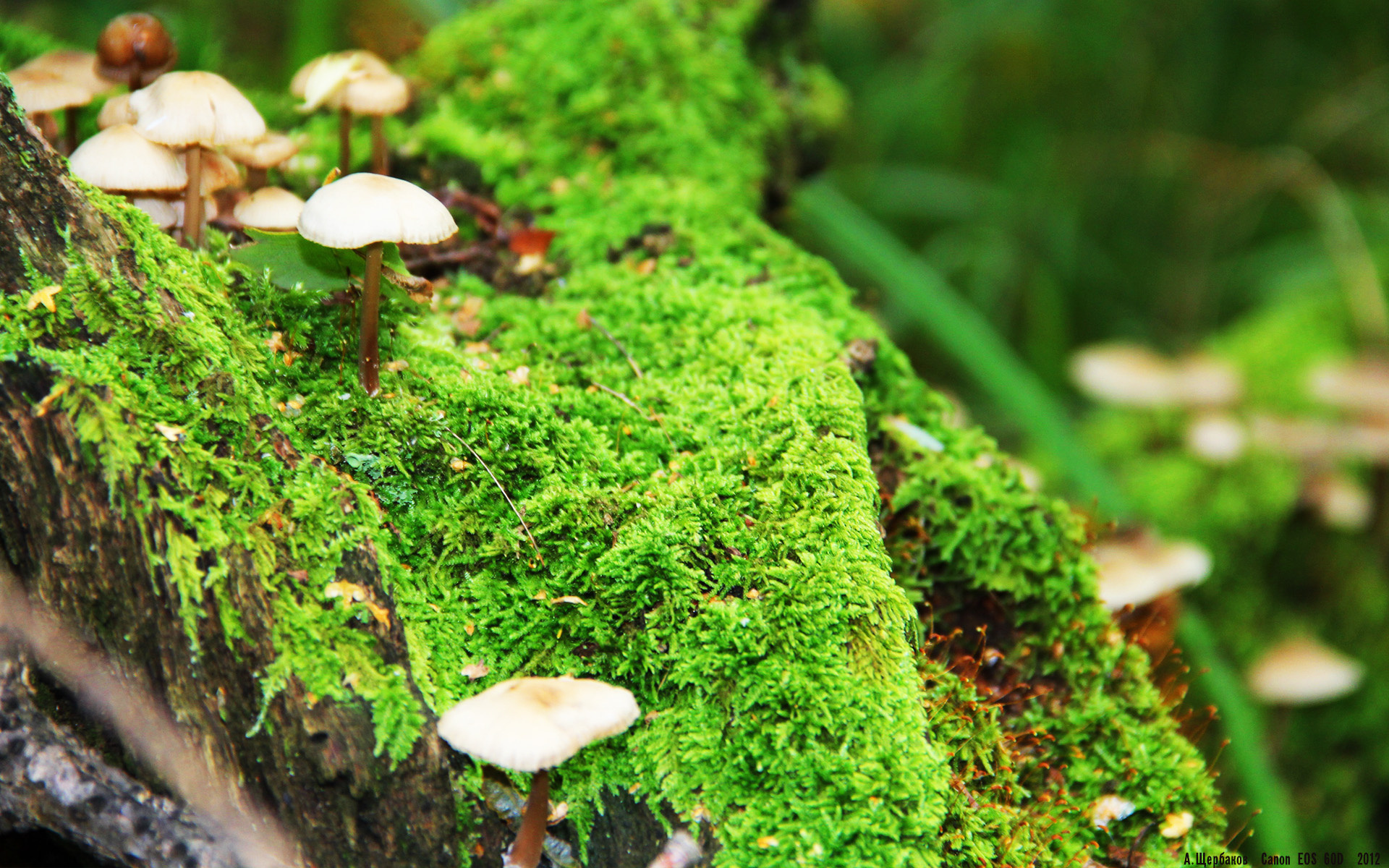 绝境时刻的王者，从埃及足球到NBA赛场，那些改写历史的最后时刻